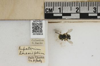 Media type: image;   Entomology 789818 Aspect: Labels